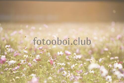 поле, небо, облака, солнце, природа, трава, цветы